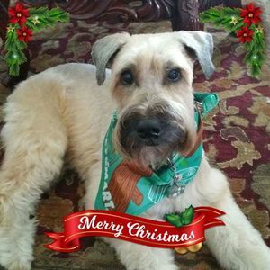 Meet your Posher, Ella